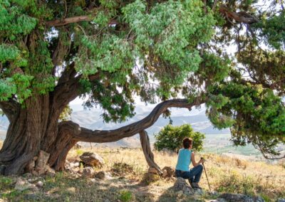 Conservación, puesta en valor y divulgación educativa de los árboles monumentales y arboledas de la Comarca de Calatayud
